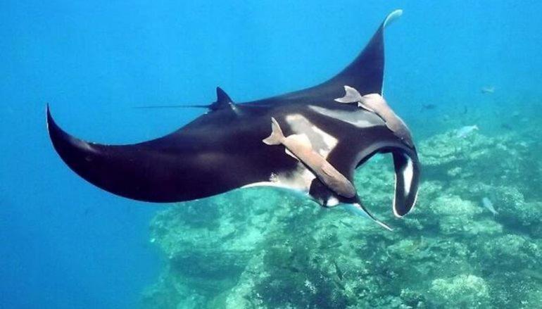 Korovou Eco Lodge Naviti Island ภายนอก รูปภาพ